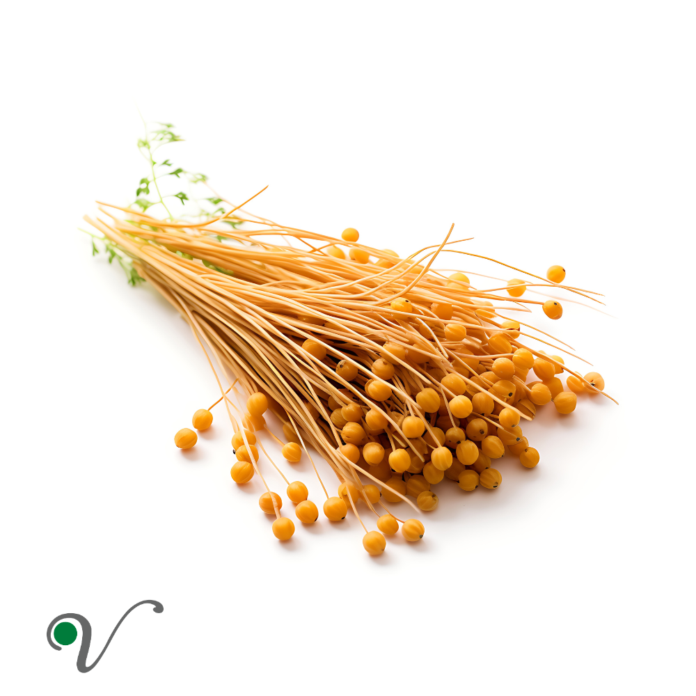 cuscuta