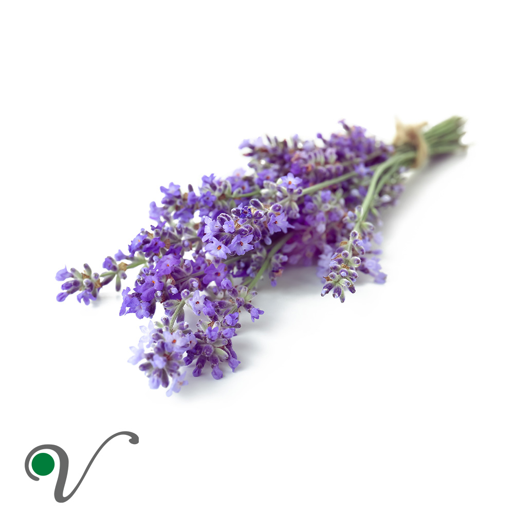 אזוביון_ לבנדר _ Lavandula