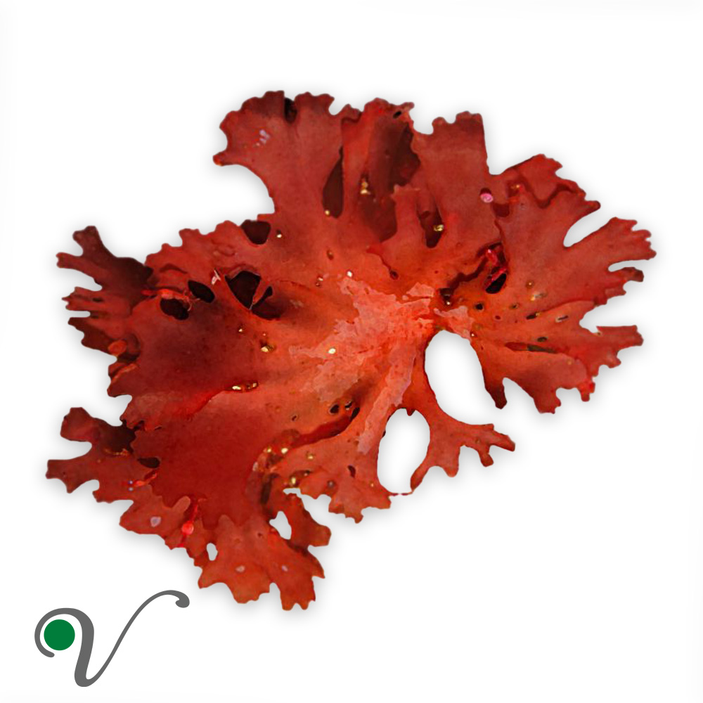 אצת ים _ Astaxanthin