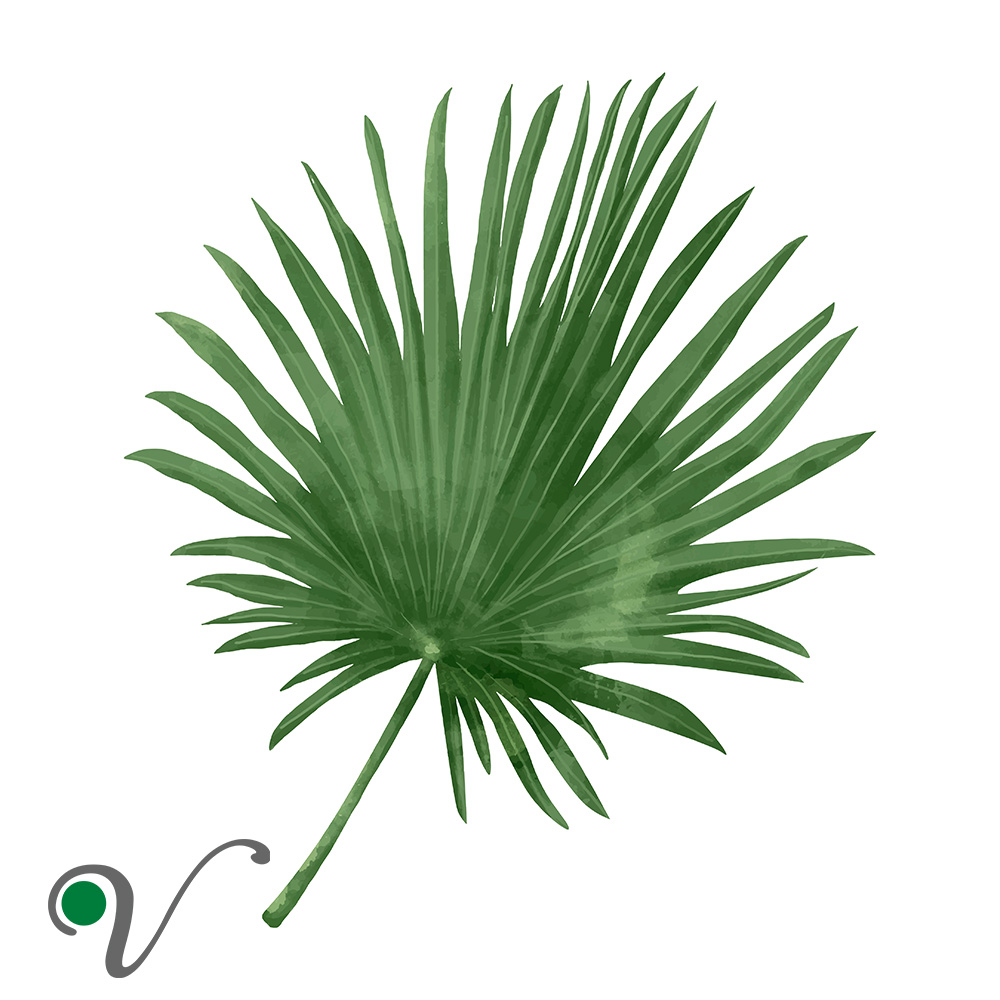 דקל ננסי | Serenoa repens