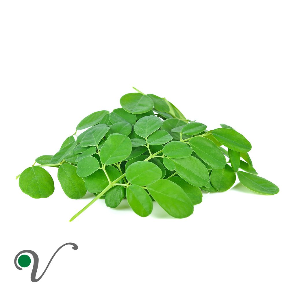 מורינגה מכונפת-Moringa oleifera