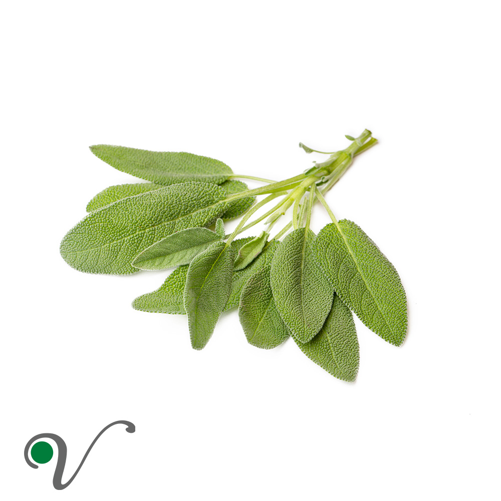 מרווה רפואית _ Salvia officinalis