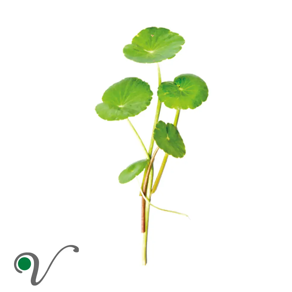 ספלילה _ לCentella (Hydrocotyle)
