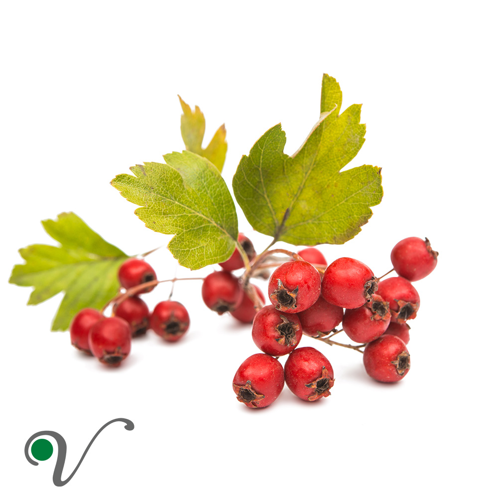 עוזרר _ Crataegus