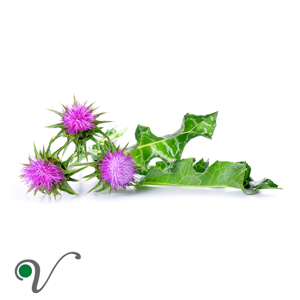 עלי גדילן מצוי _ Silybum marianum leaf