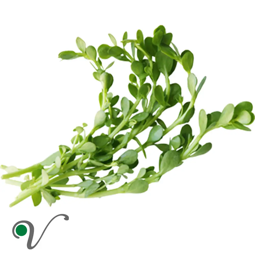 פְּשֵׁטָה שְׂרוּעָה _ Bacopa monnieri