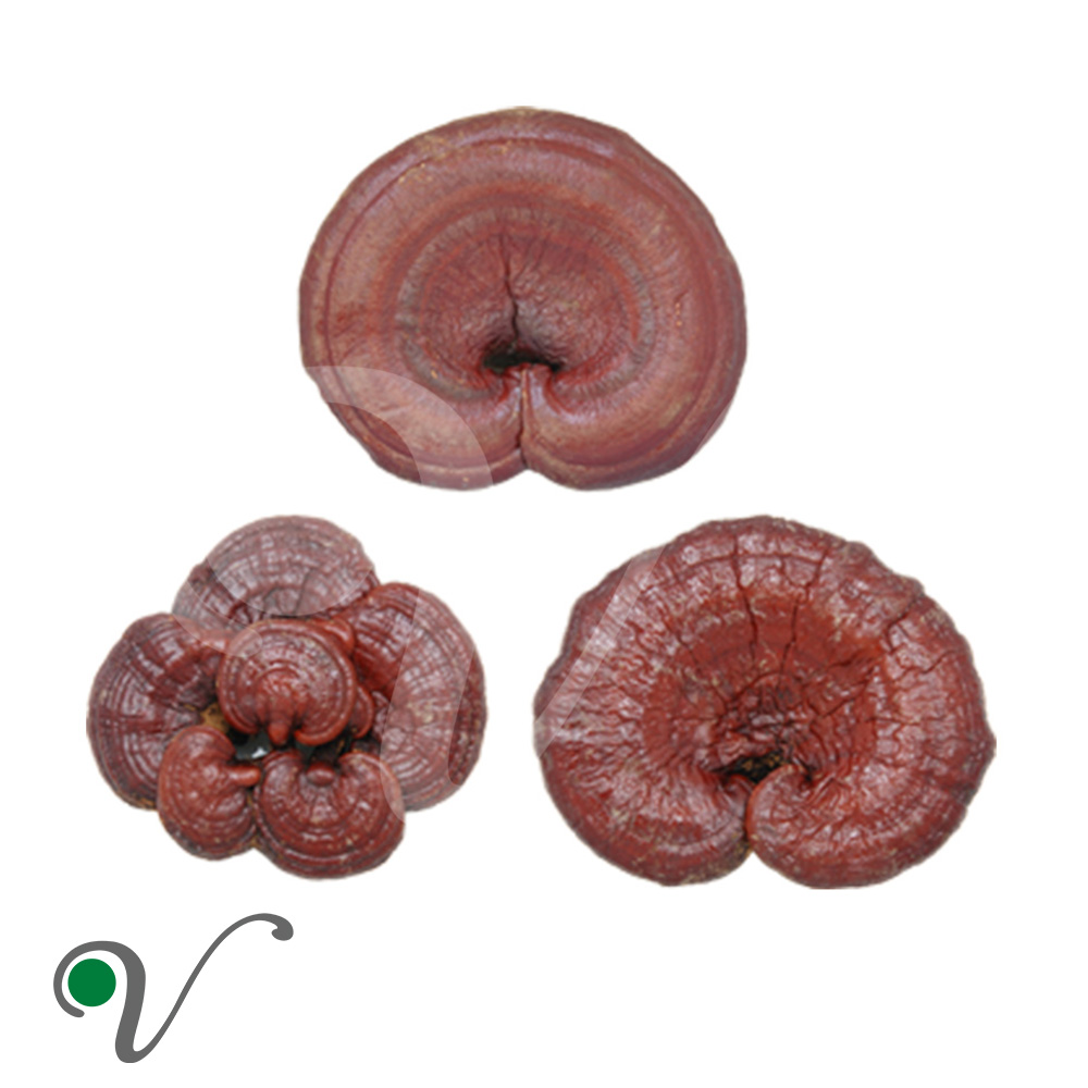 פטריית רישיי-Ganoderma Lucidum