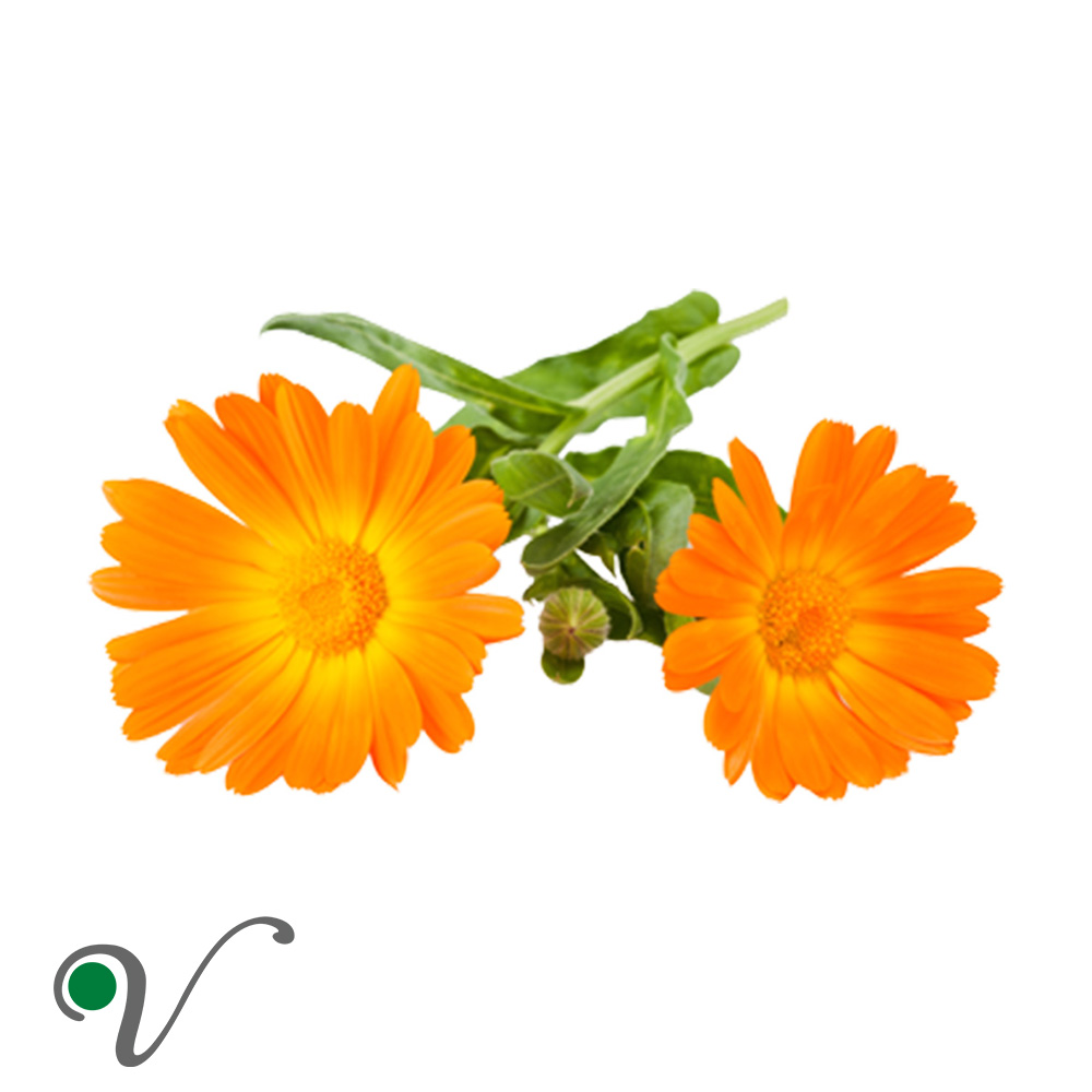 ציפורן החתול _ Calendula officinalis