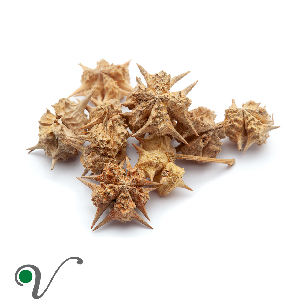 קטב מצוי _ Tribulus terrestris