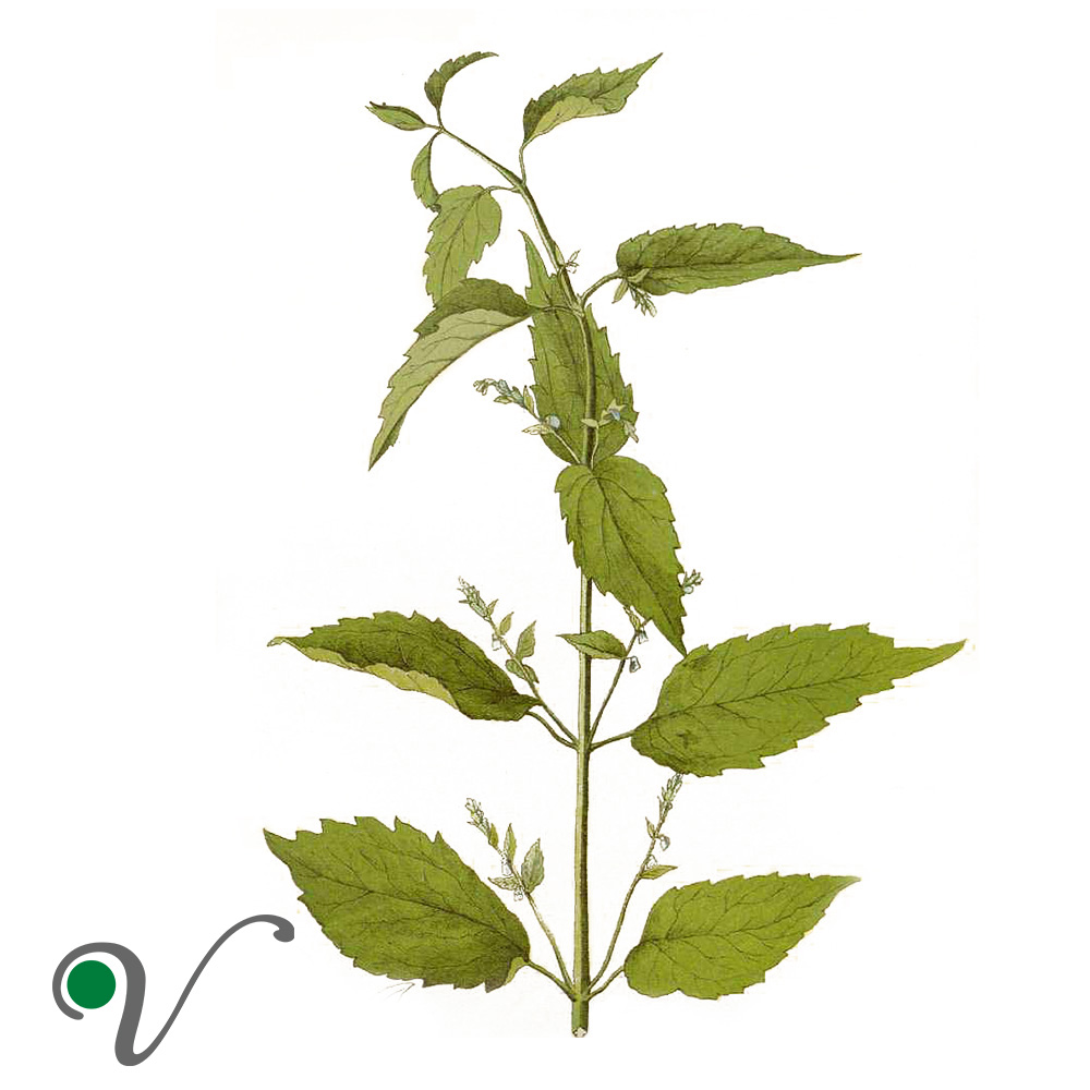 קערורית אמריקאית _ Scutellaria lateriflora