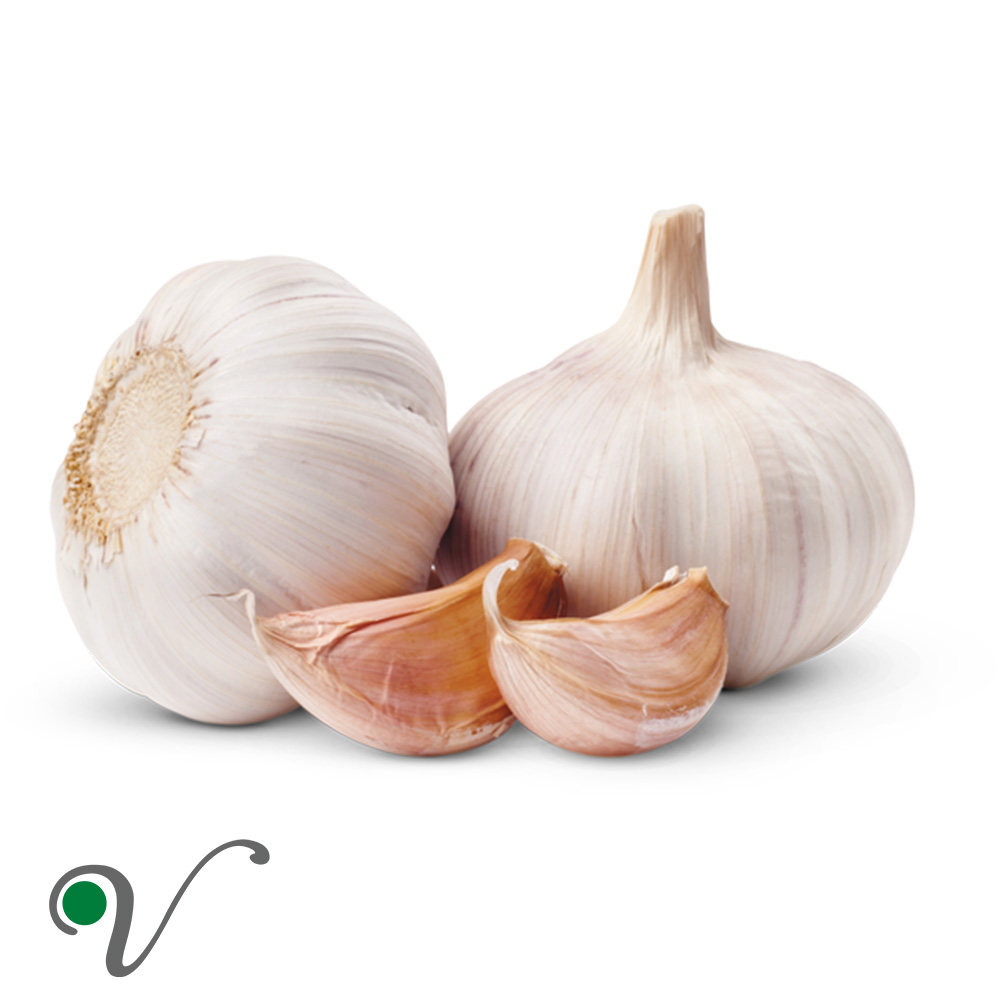 שום _ Allium sativum