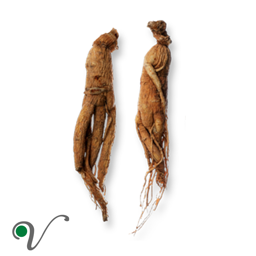 שורש ג׳ינסן סיבירי _ Siberian ginseng