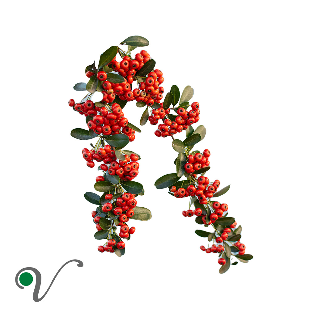שכיזונדרה סינית _ Schisandra chinensis